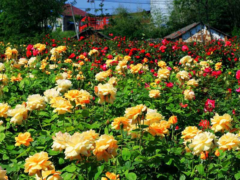 程力專用汽車股份有限公司 程力專用汽車股份有限公司